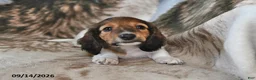 Miniature Dachshund dogs for sale: Teddy - Ad 2