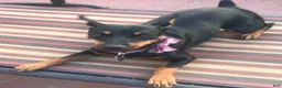 Miniature Pinscher dogs for sale: Asher - Ad 7