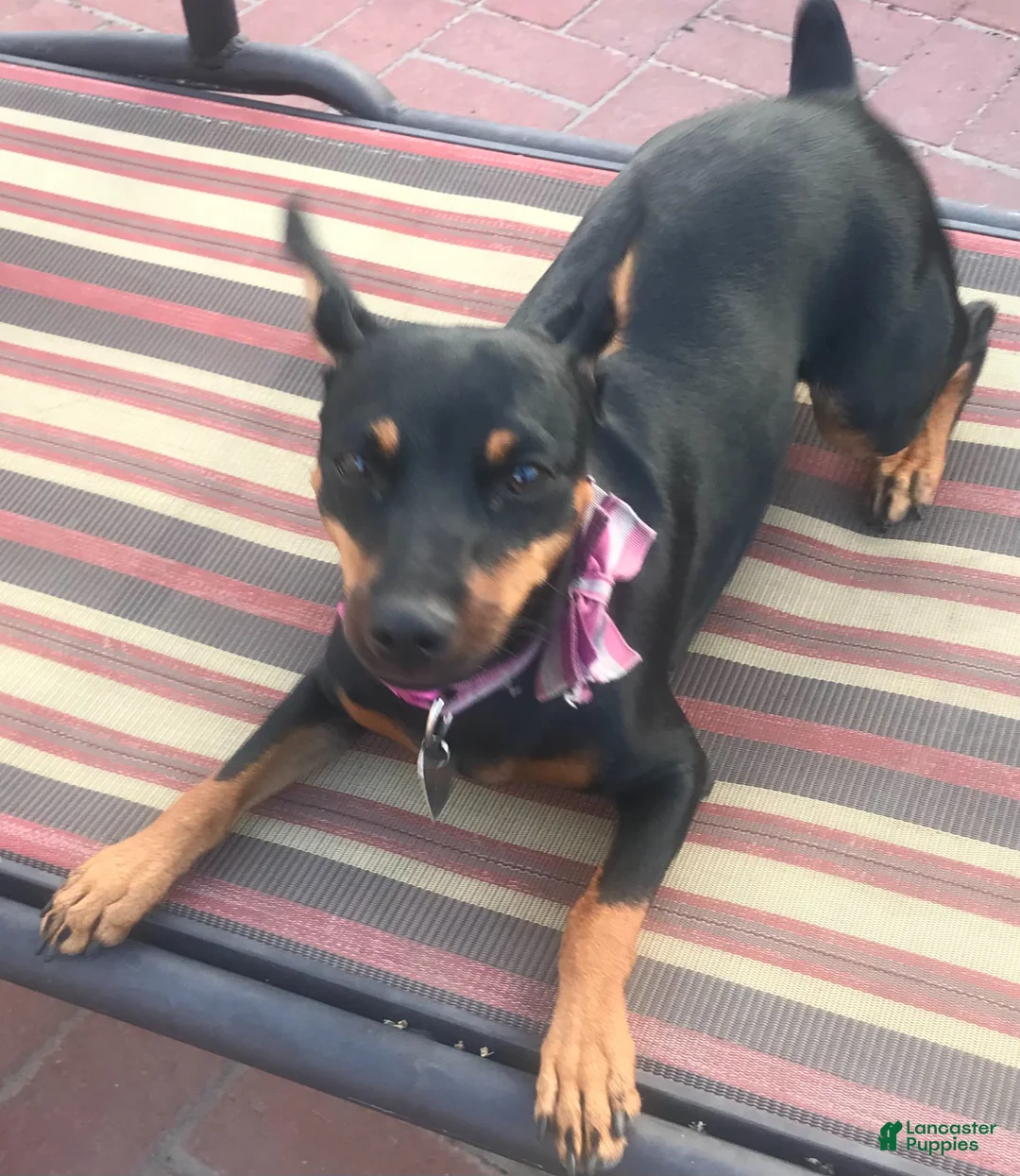 Miniature Pinscher dogs for sale: Miniature Pinscher Puppy 6 - Ad 2