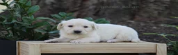 Golden Retriever dogs for sale: Golden Retriever Green Collar - Ad 3