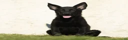 German Shepherd dogs for sale: Faye German Shepherd  - Ad 1
