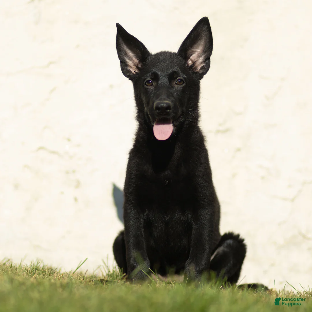German Shepherd dogs for sale: Faye German Shepherd  - Ad 1