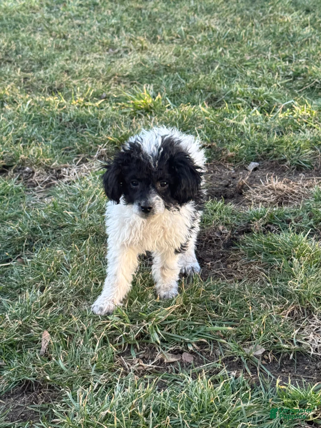Miniature Poodle dogs for sale: Tina - Ad 2