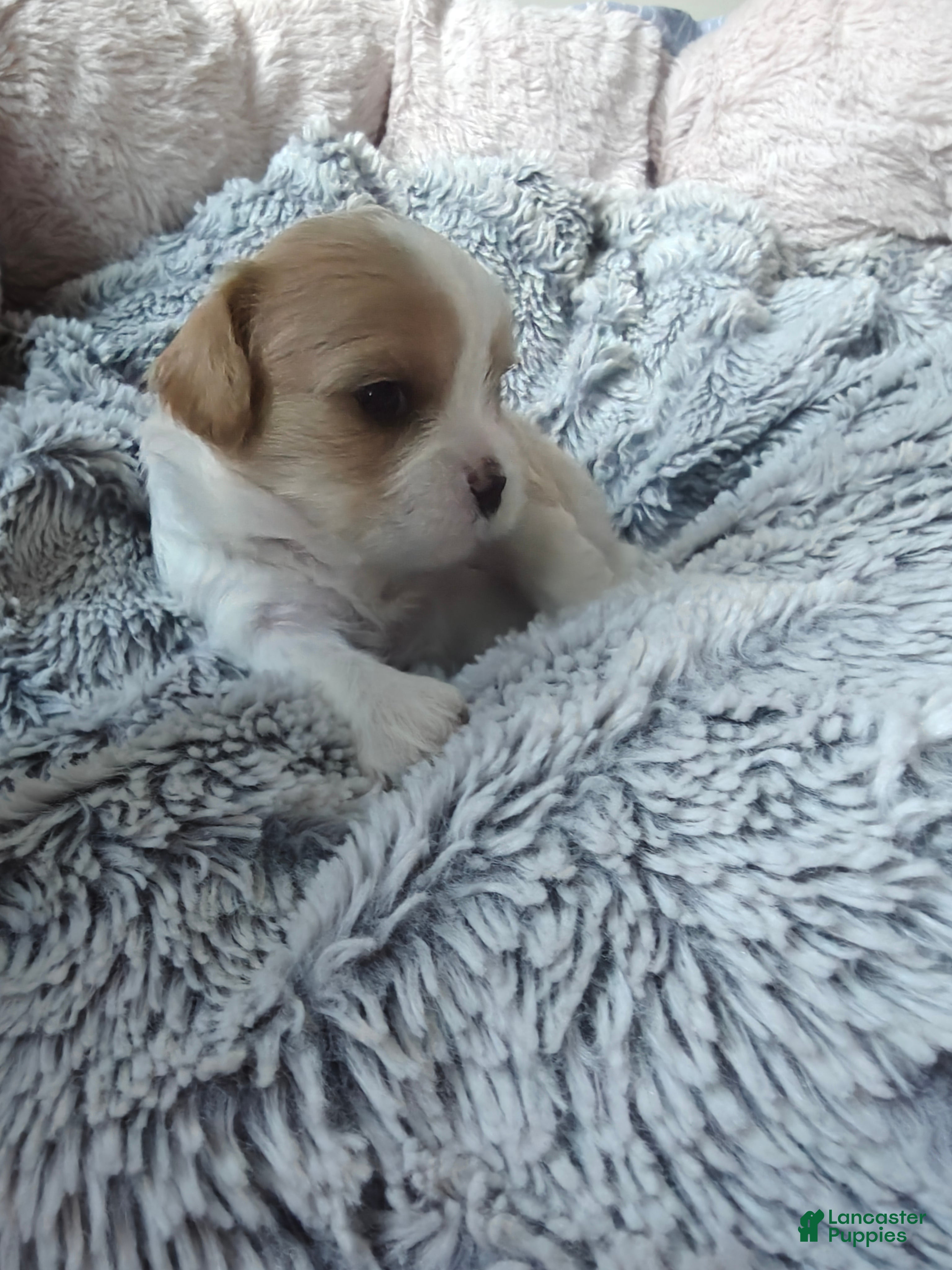 Mixed Breed dogs for sale: Oatmeal - Ad 4