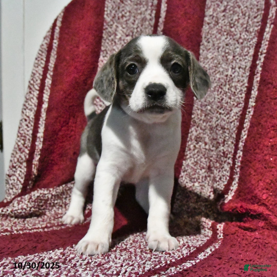 Mixed Breed dogs for sale: Babe - Ad 9