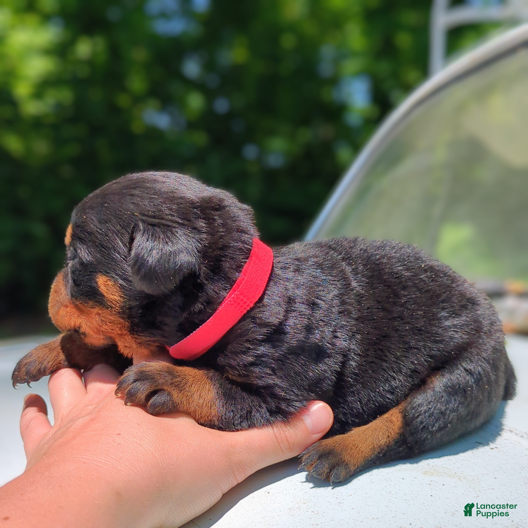 Rottweiler dogs for sale: Axel - Ad 2