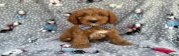 Cavapoo dogs for sale: Benson - Ad 5