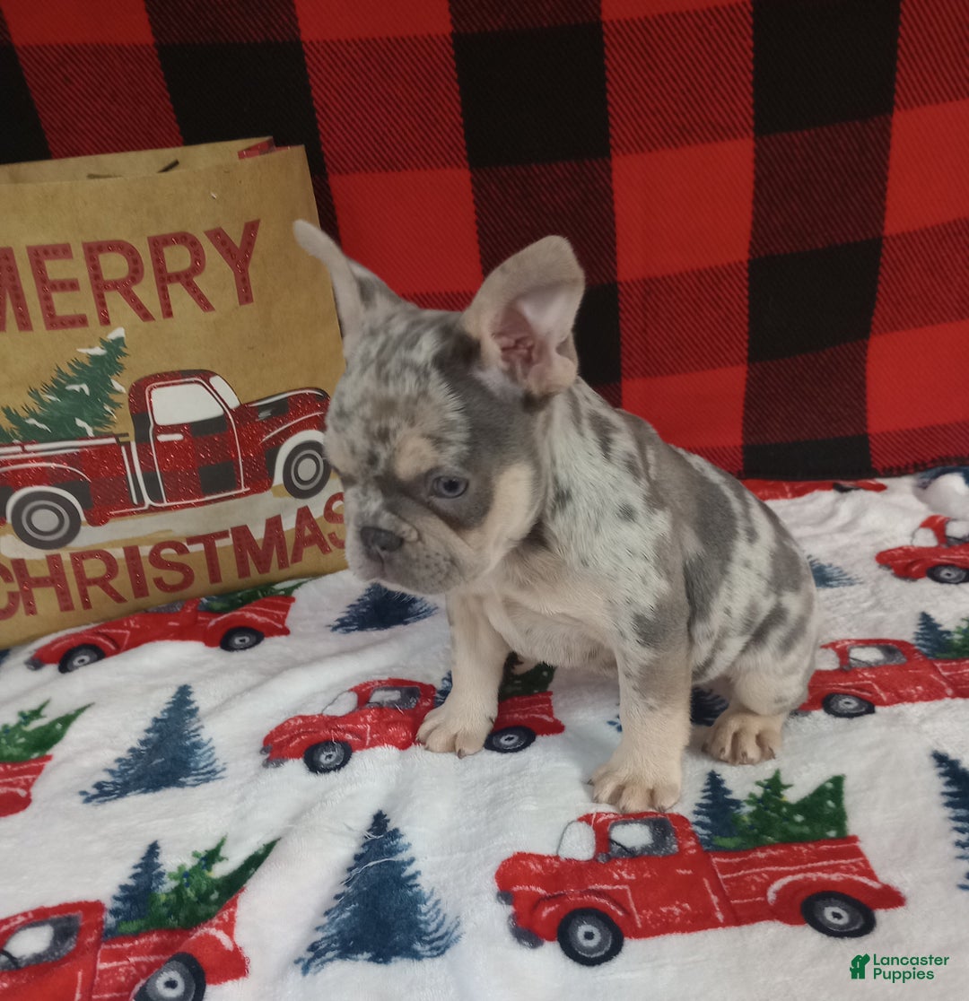 French Bulldog dogs for sale: Iris  - Ad 2