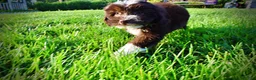Havapoo dogs for sale: Emma - Ad 19