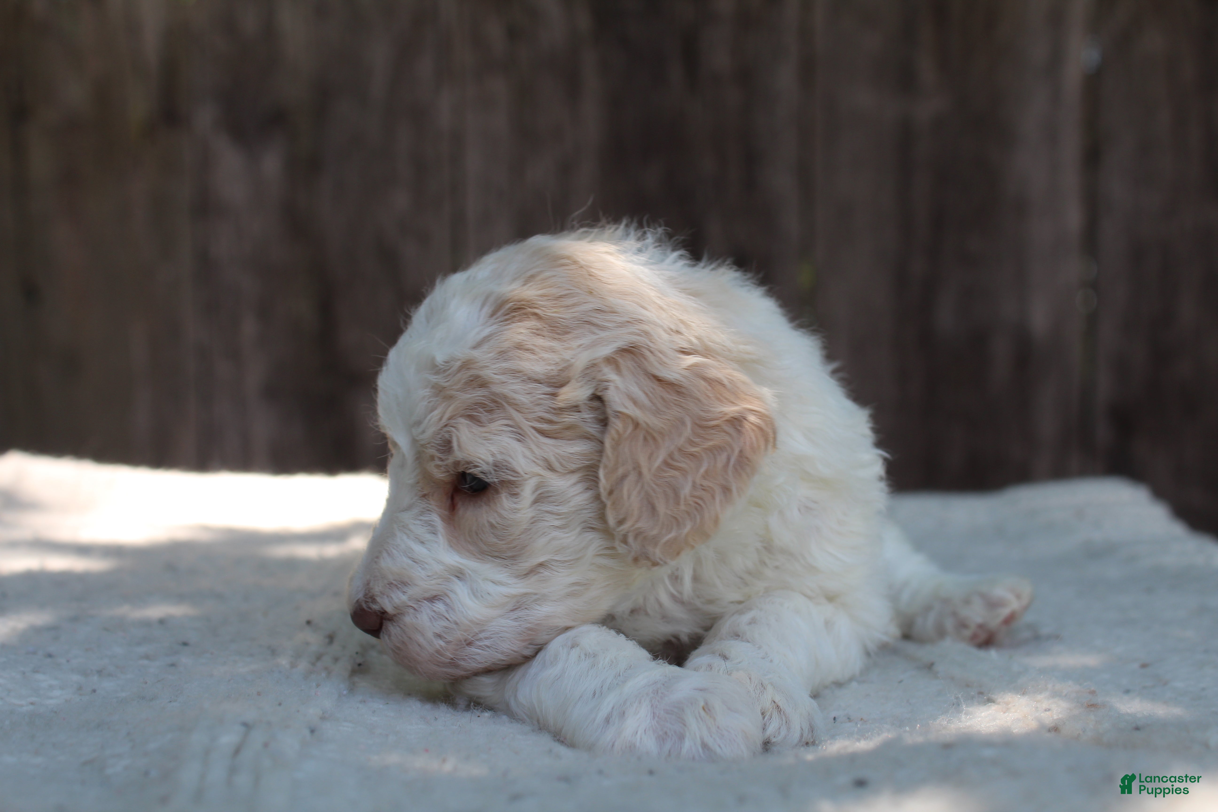 Standard Poodle dogs for sale: Pebble AKC Standard Poodle - Ad 8