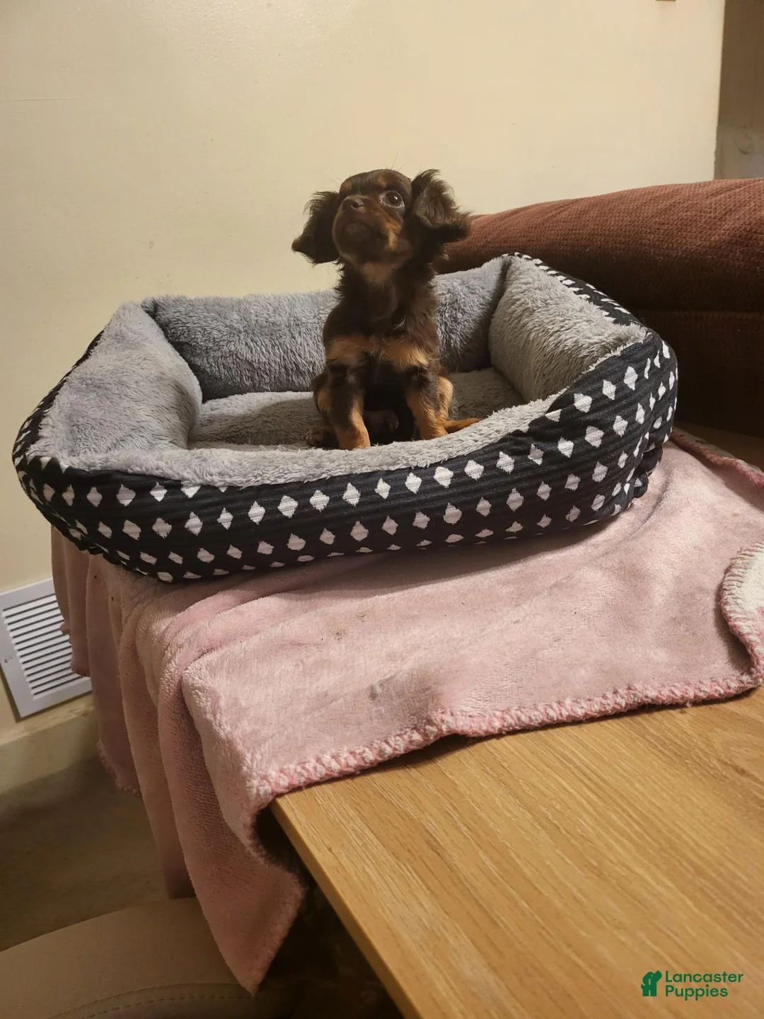 Chiweenie dogs for sale: Chiweenie 1 - Ad 2