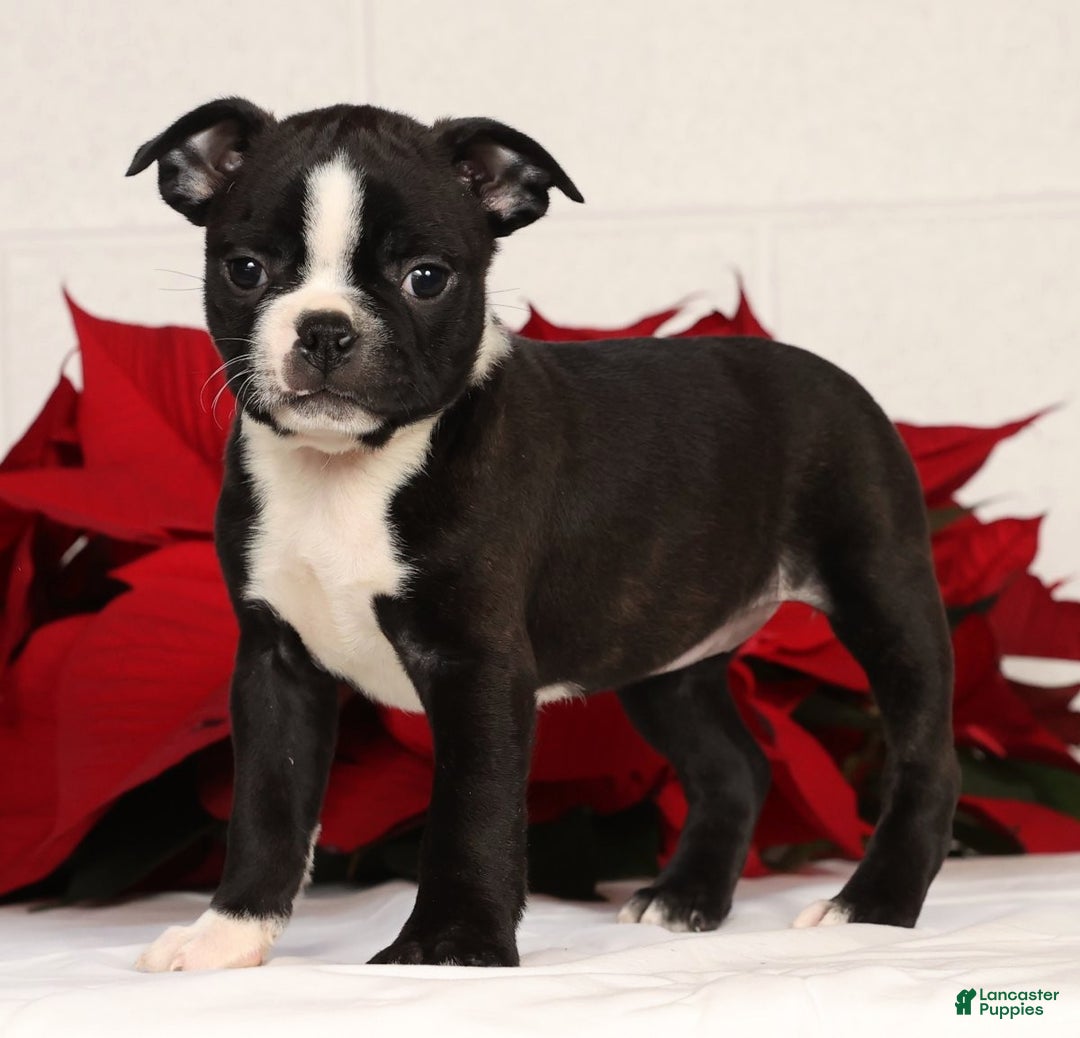 Boston Terrier dogs for sale: Amy - Ad 3