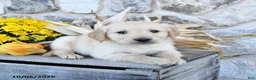 Golden Retriever dogs for sale: Dallas - Ad 3