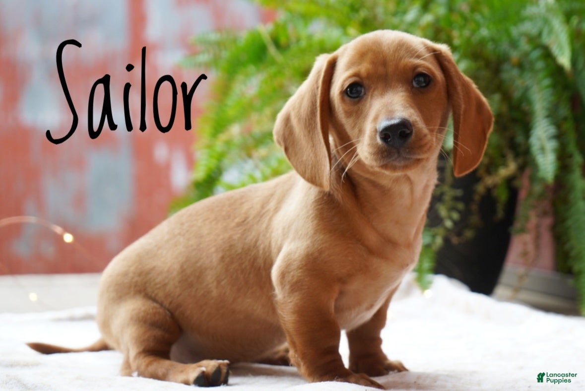 Miniature Dachshund dogs Sailor - Ad 2