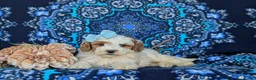 Miniature Poodle dogs for sale: Carissa - Ad 5