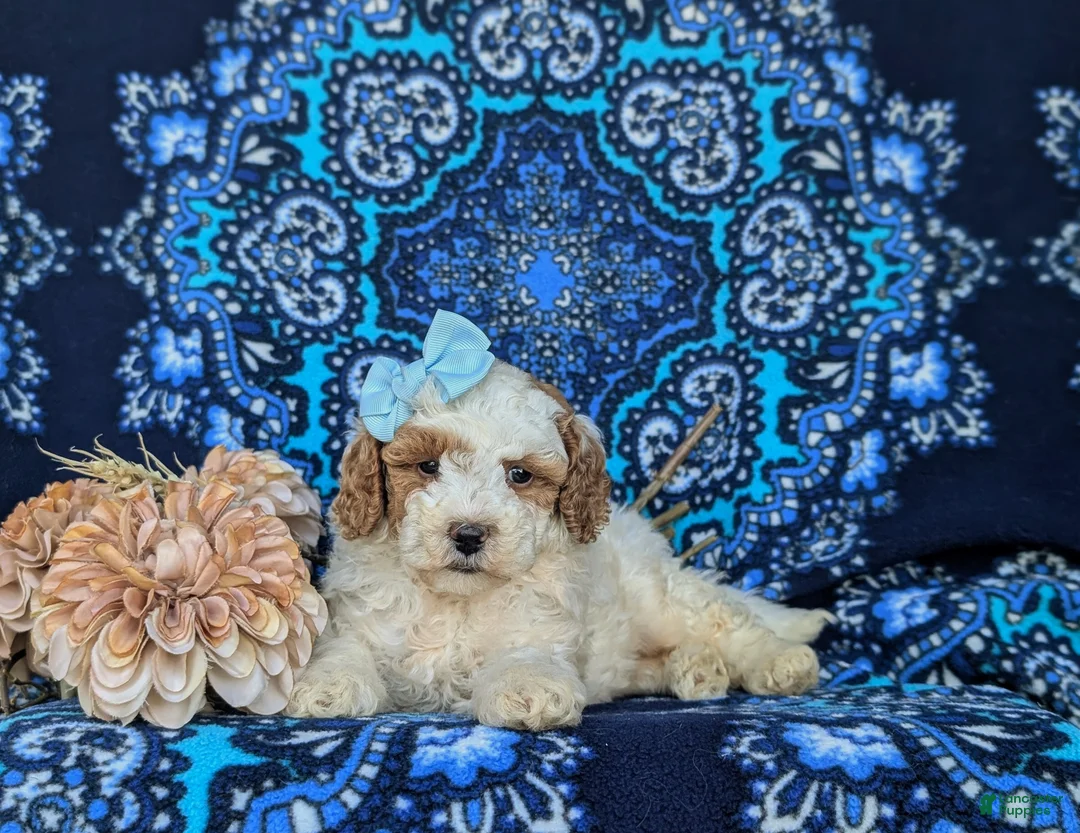Miniature Poodle dogs for sale: Carissa - Ad 5