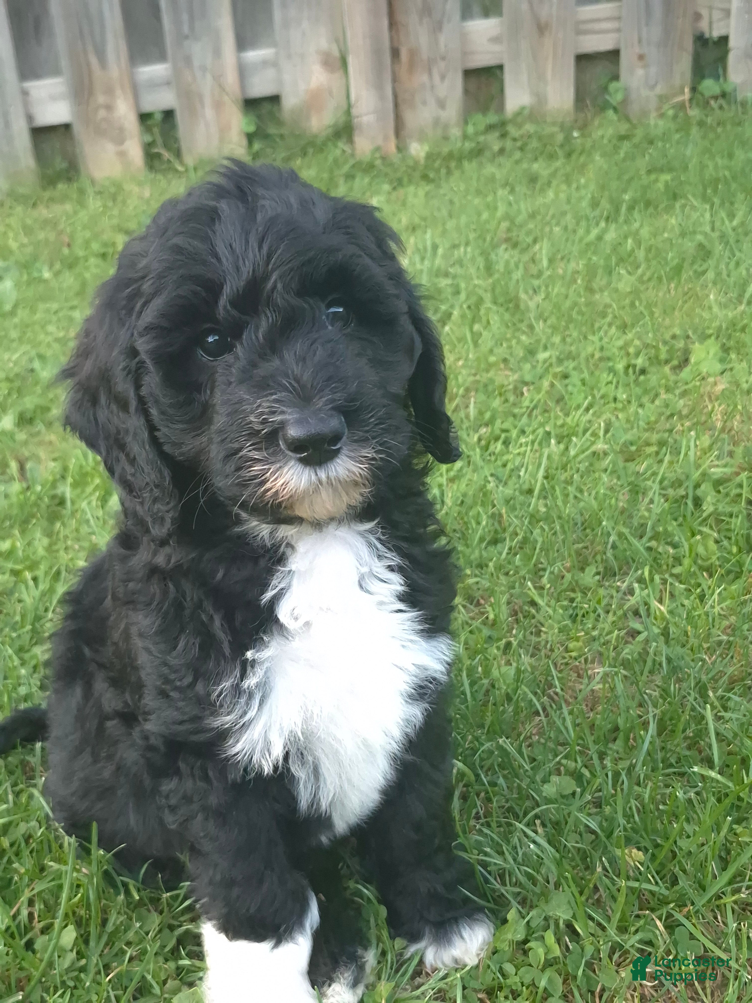 Mini Sheepadoodle dogs Rover - Ad 2