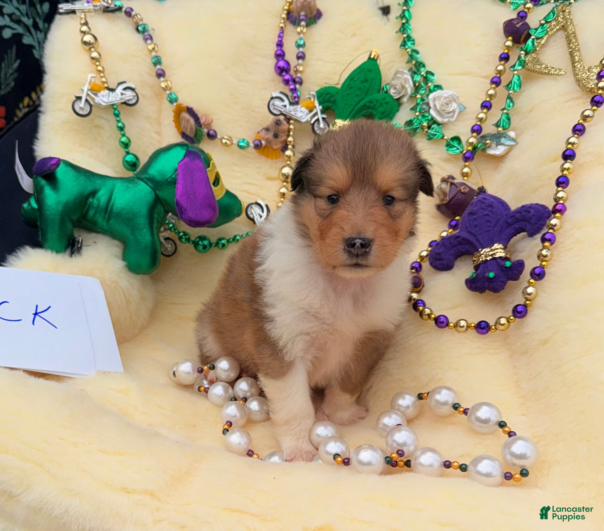 Collie dogs Jack - Ad 1