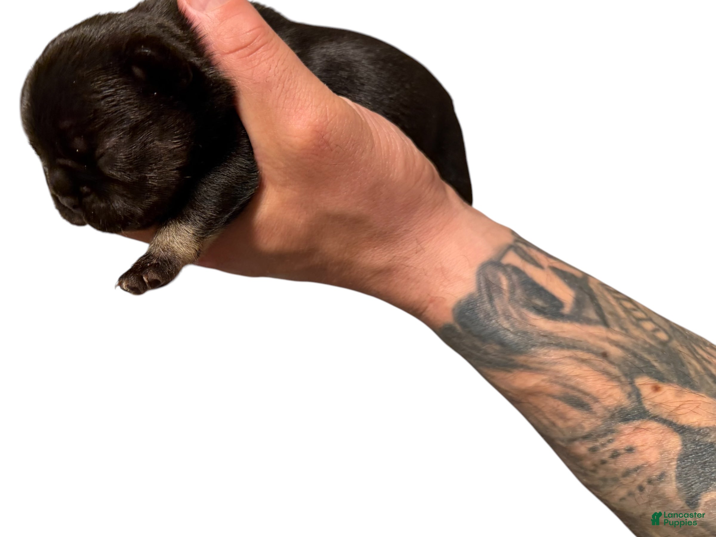 French Bulldog dogs Black - Ad 1