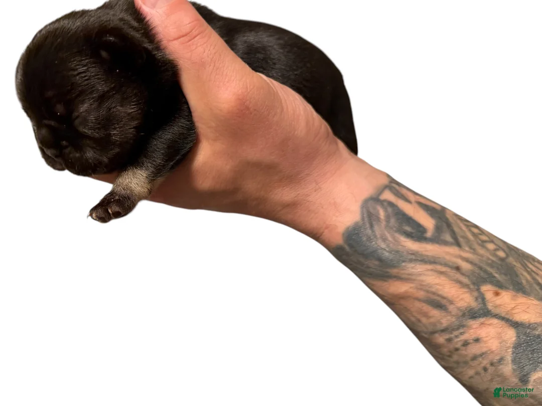 French Bulldog dogs for sale: Black - Ad 1