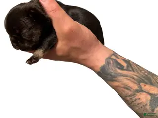French Bulldog dogs for sale: Black - Ad 4