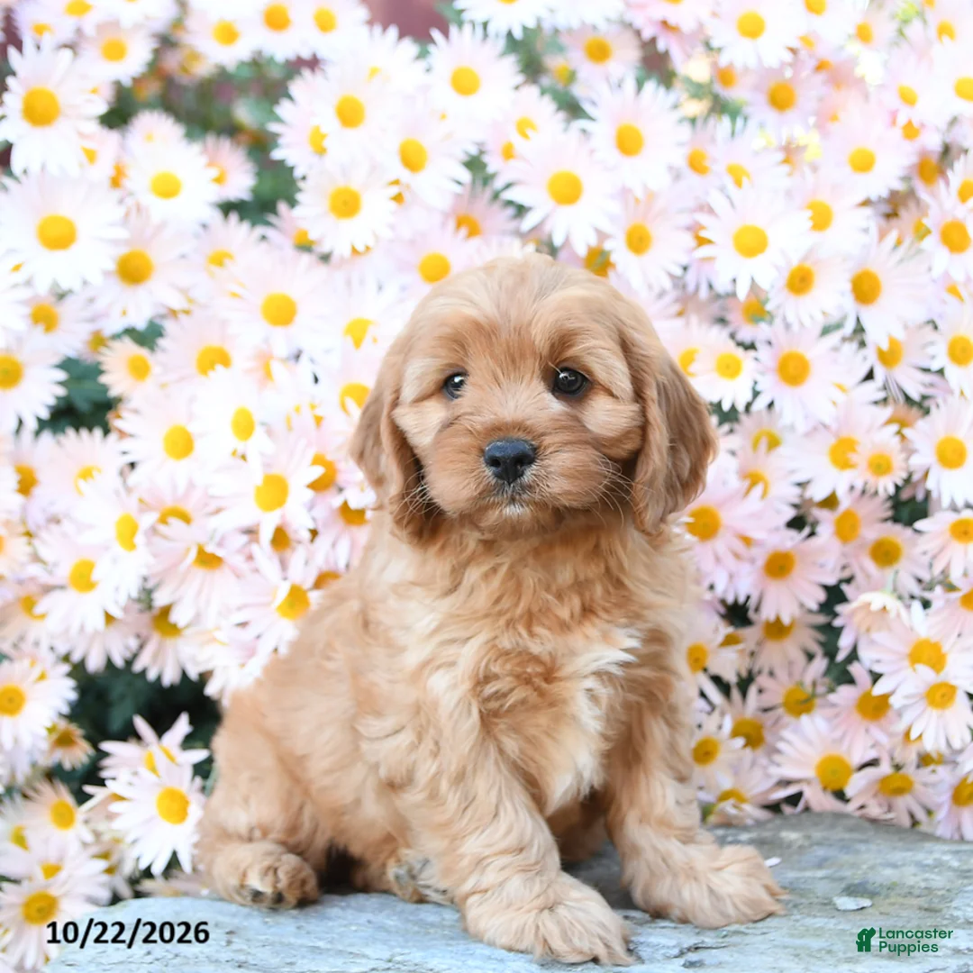 Cavapoo dogs for sale: Tucker - Ad 1