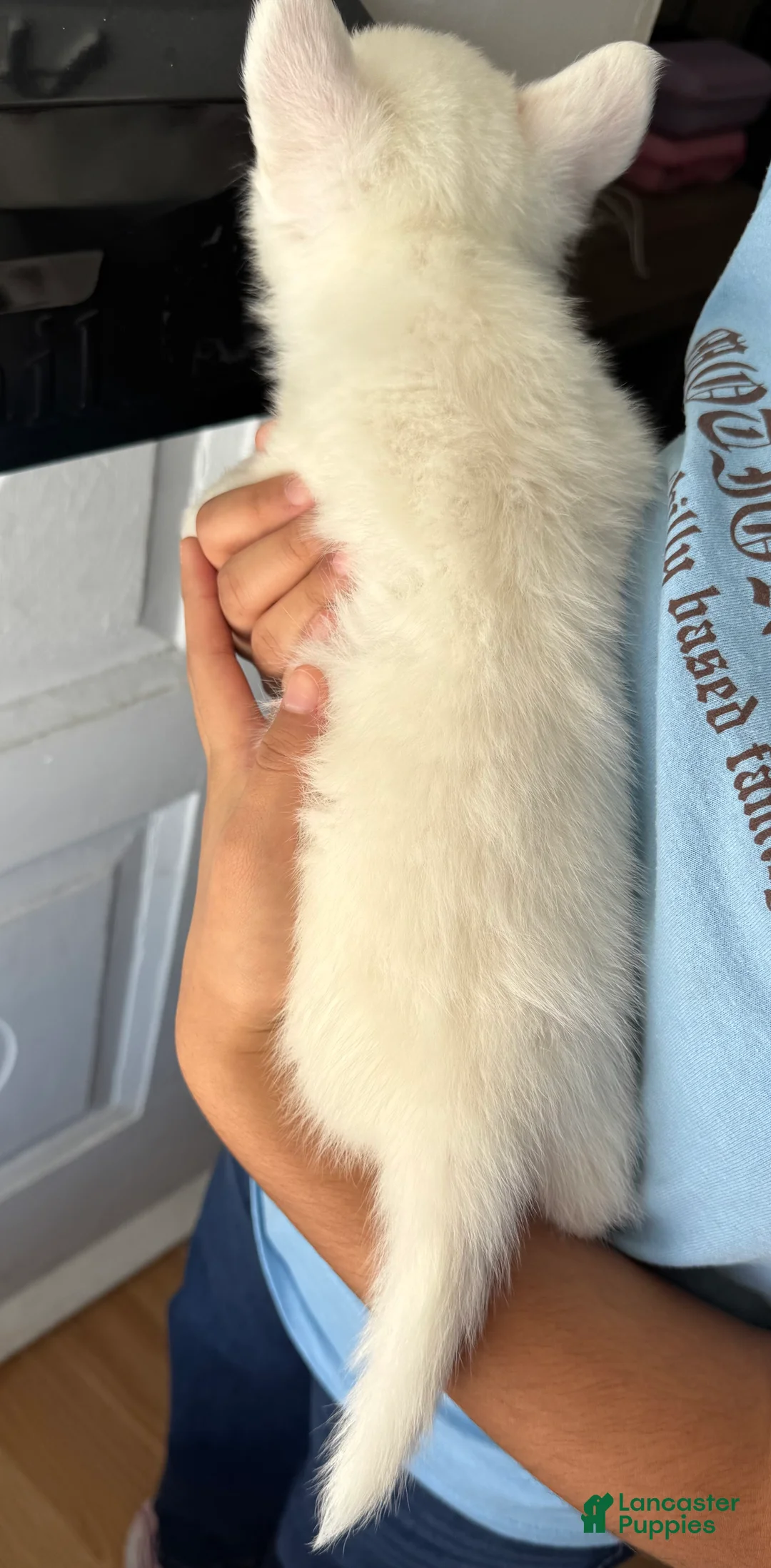 Welsh Corgi Pembroke dogs for sale: Casper - Ad 2