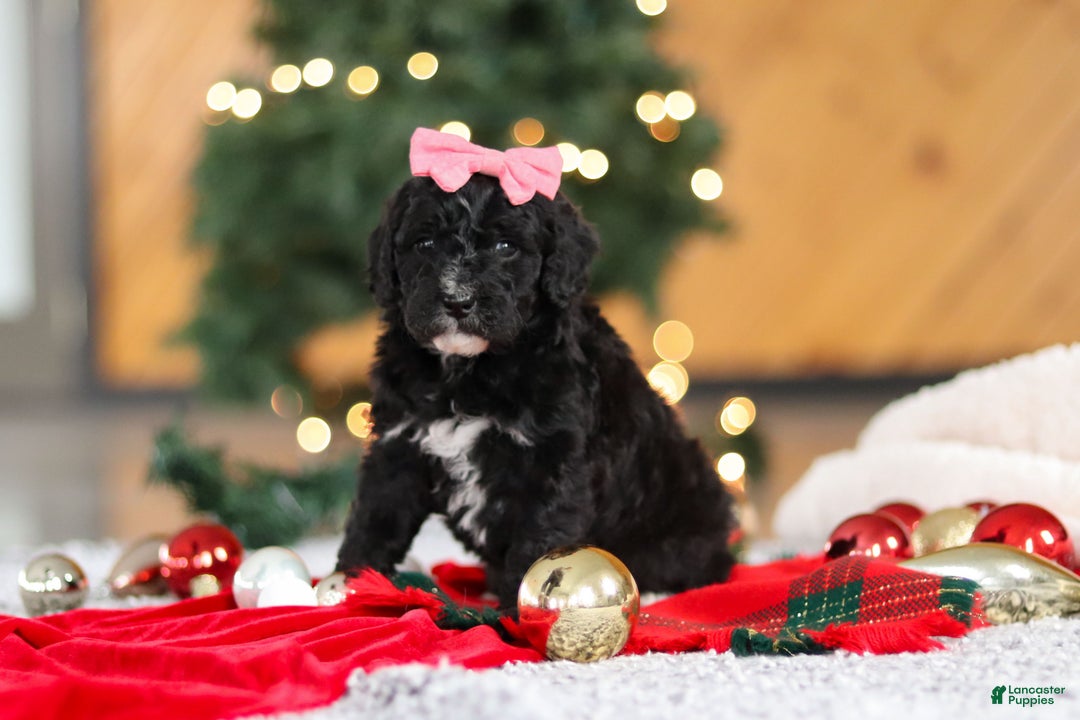 Mini Goldendoodle dogs for sale: Tilly - Ad 4