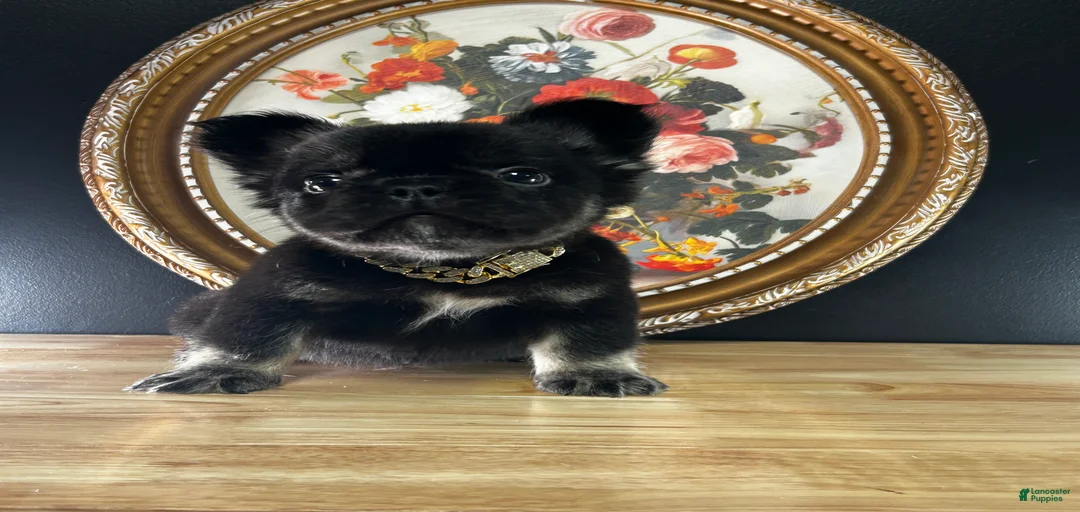 Gallery Image {{count}}