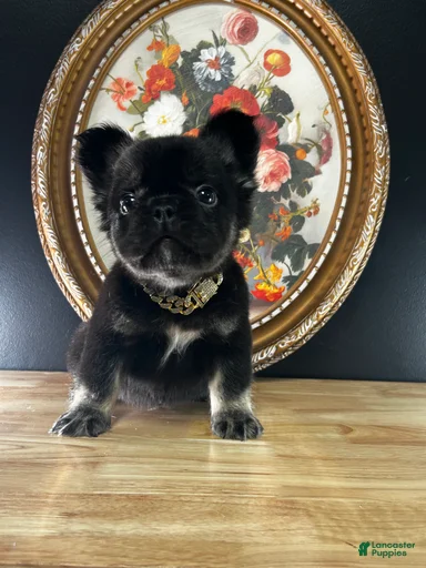 Gallery Image {{count}}