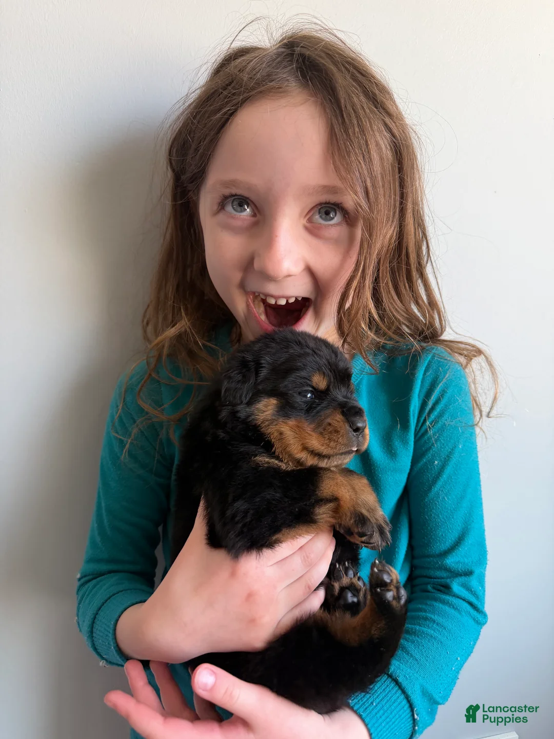 Rottweiler dogs for sale: Bear - Ad 4