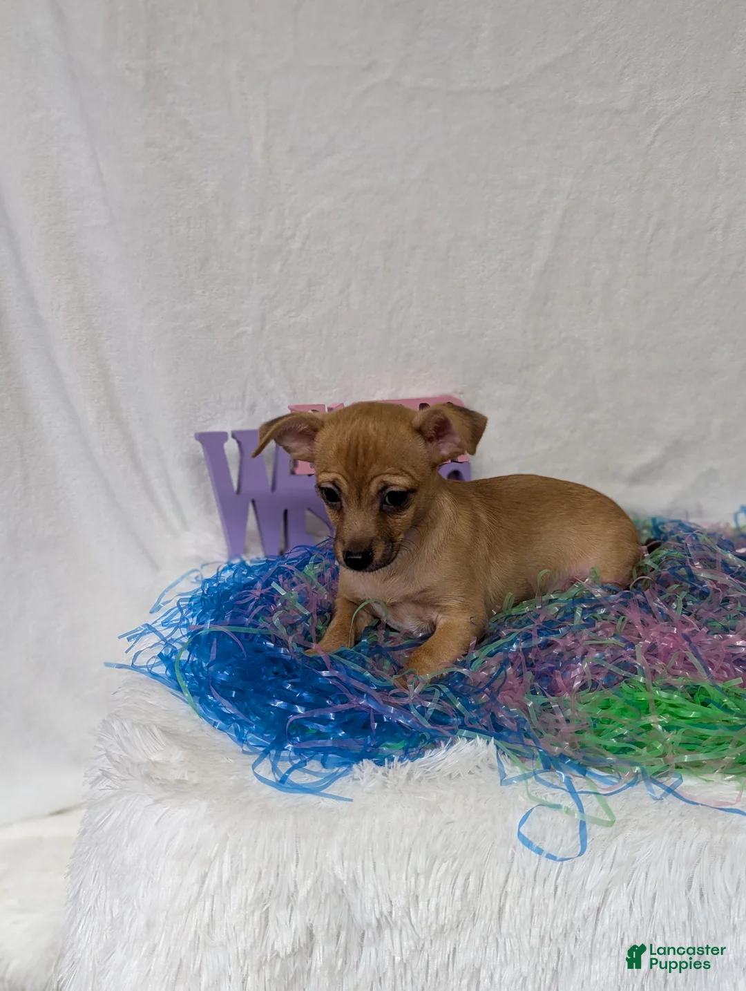 Chihuahua dogs for sale: Chihuahua Puppy 1 - Ad 5