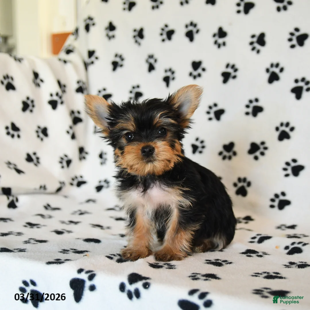Yorkshire Terrier dogs for sale: Penny - Ad 1