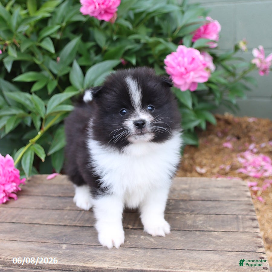 Pomeranian dogs Klondike - Ad 1