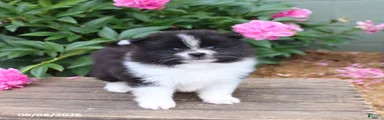 Klondike
