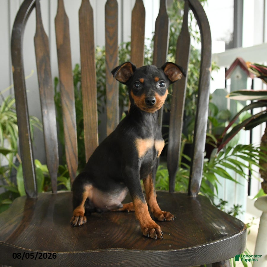 Miniature Pinscher dogs Plato - Ad 1