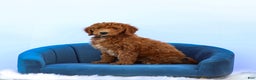 Standard Poodle dogs for sale: Ronnie - Ad 16