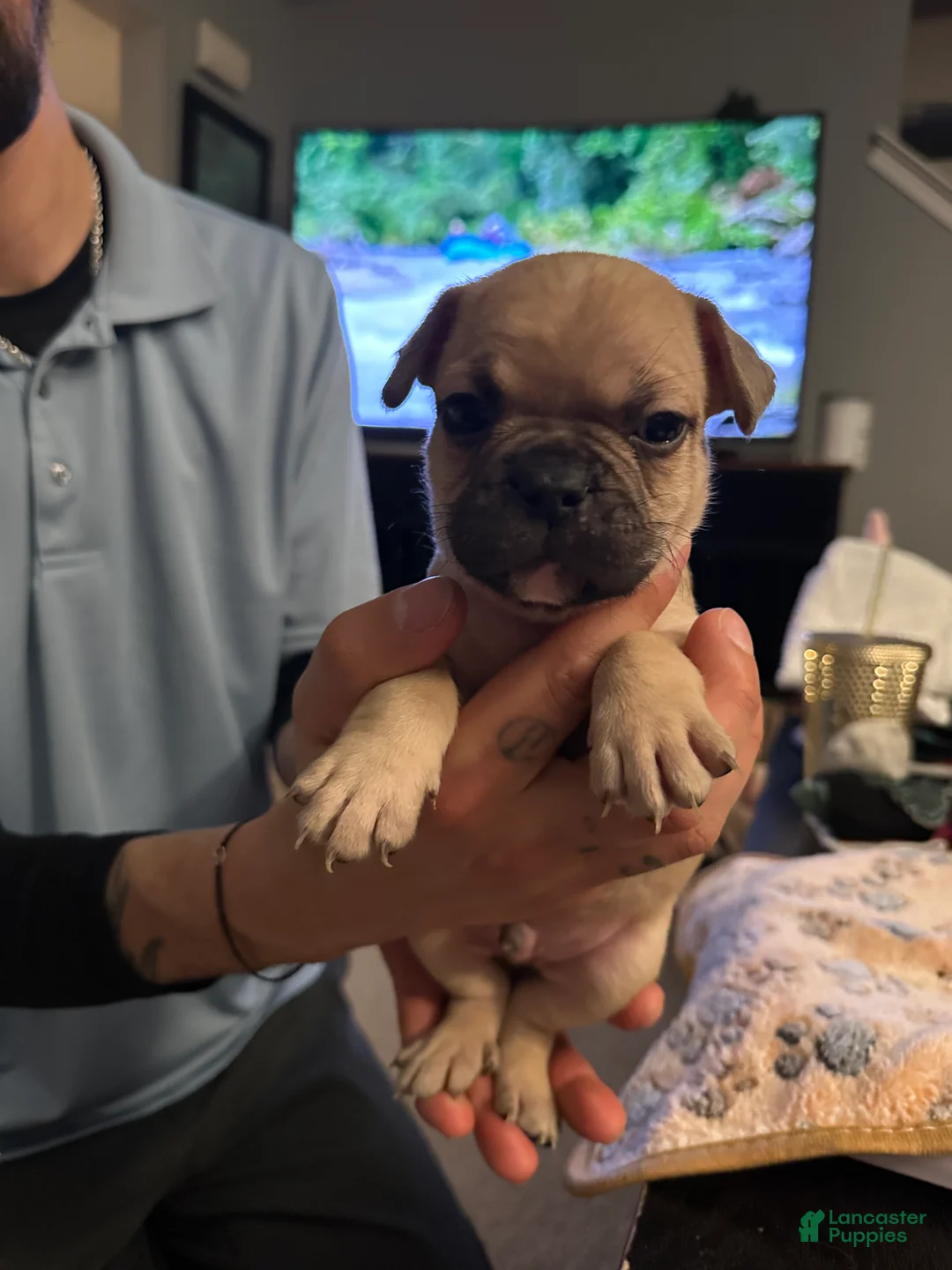 French Bulldog dogs for sale: Milo - Yellow collar  - Ad 2