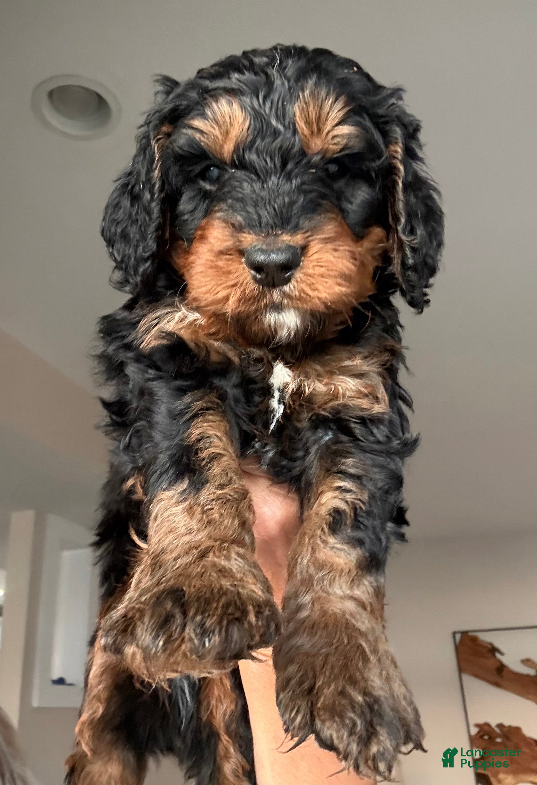 Bernedoodle dogs Truffle - Ad 38