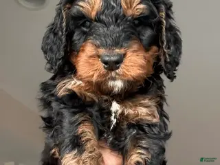 Bernedoodle dogs Truffle - Ad 38