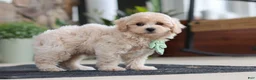 Maltipoo dogs for sale: Karl - Ad 6