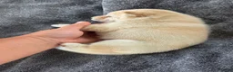 Shiba Inu dogs for sale: Crosby - Ad 9