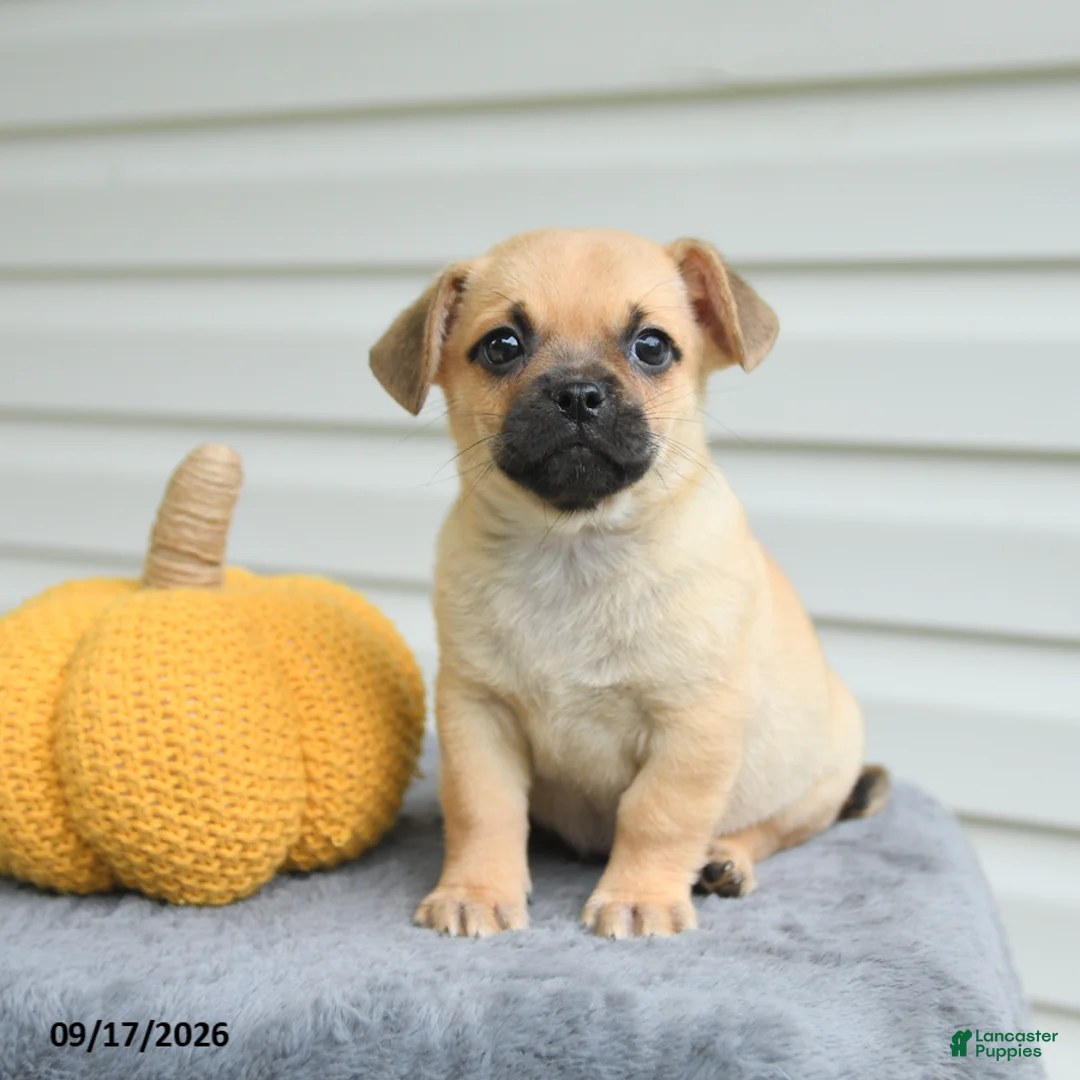 Mixed Breed dogs for sale: Stanley - Ad 3