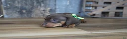 Miniature Dachshund dogs for sale: Griff - Ad 5