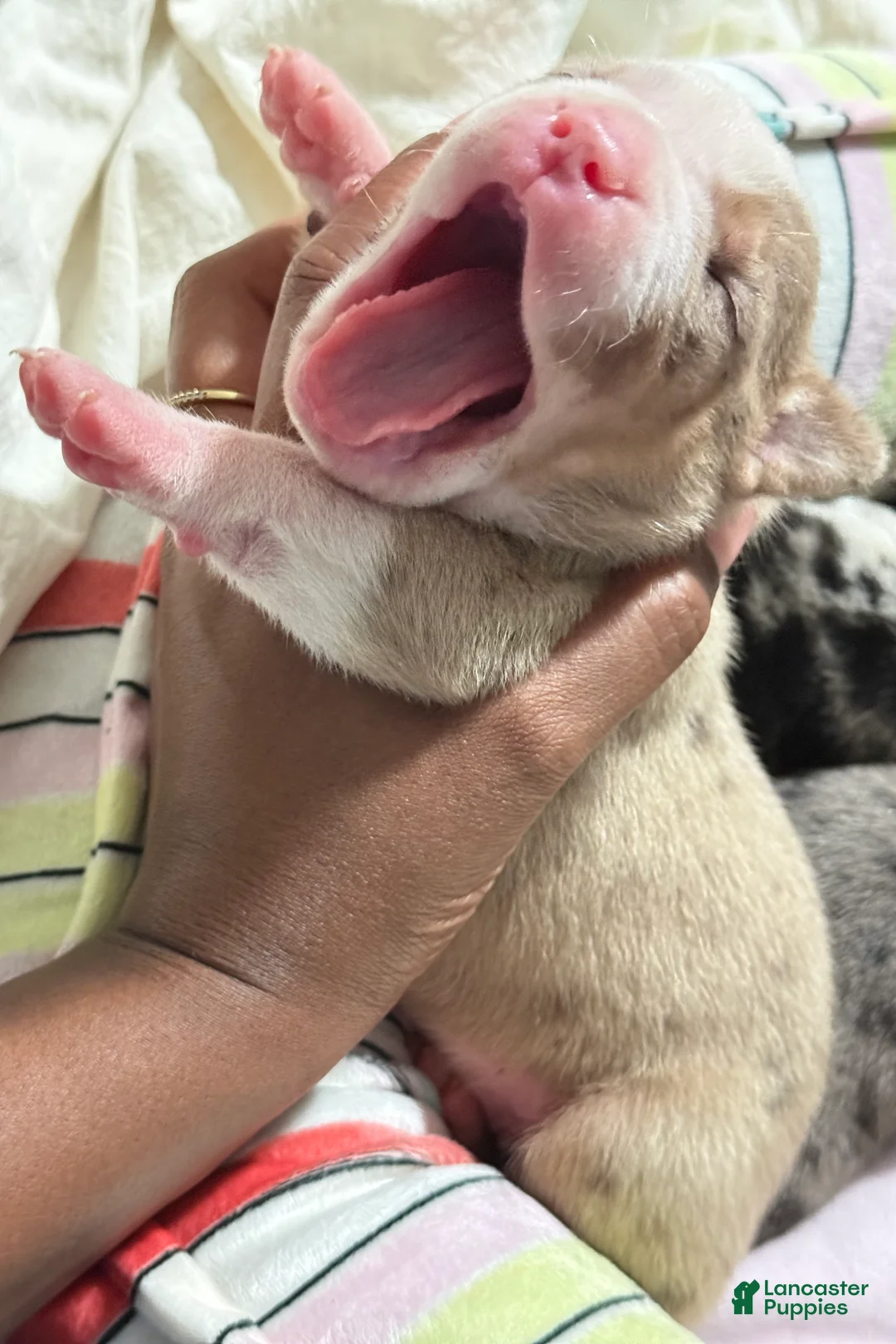 American Bully dogs for sale: American Bully 5 - Ad 1