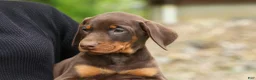 Doberman Pinscher dogs for sale:  Delilah (Red Rust)🐶 - Ad 18