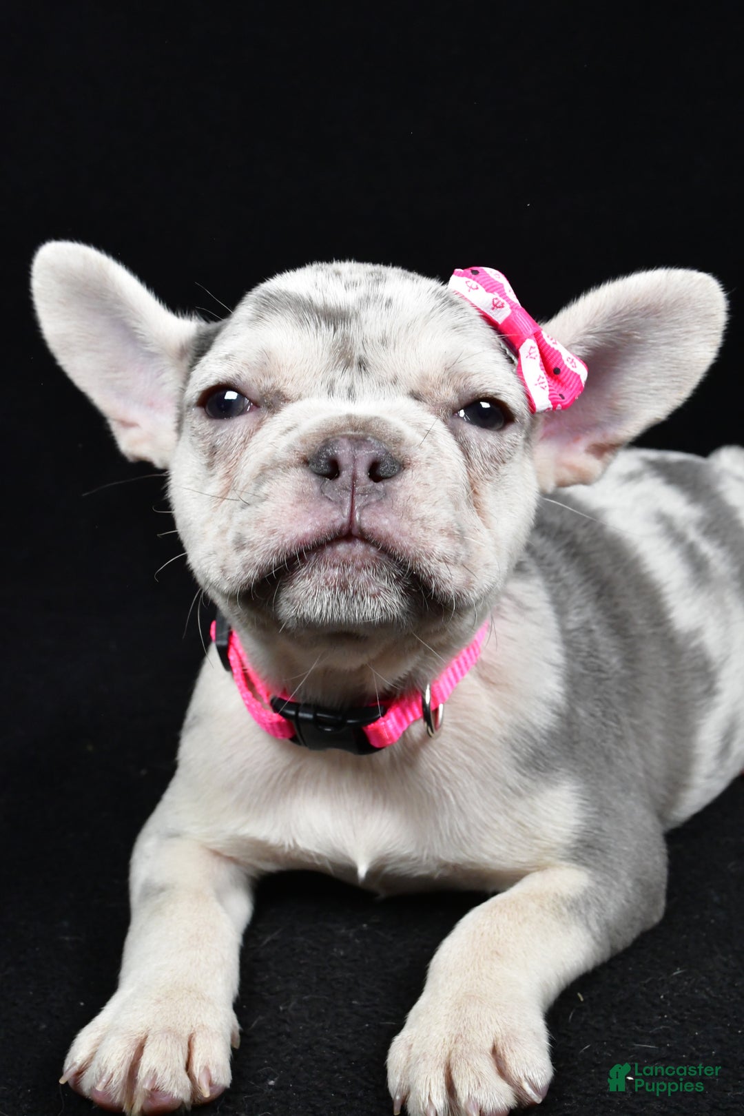 French Bulldog dogs for sale: Biscuit  - Ad 4