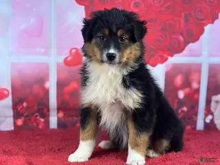 Miniature Australian Shepherd dogs Diane - Ad 15