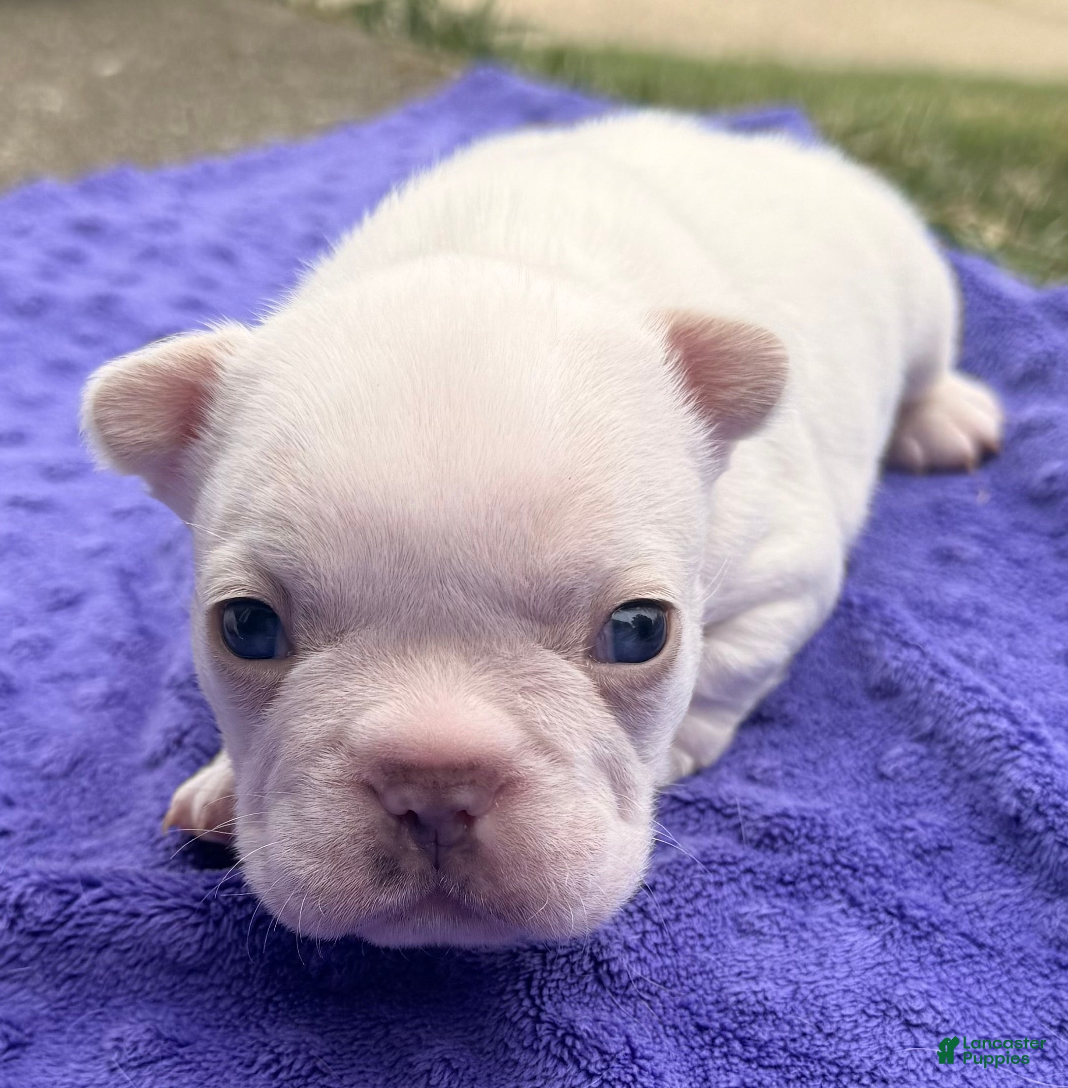 French Bulldog dogs French Bulldog Puppy 1 - Ad 3