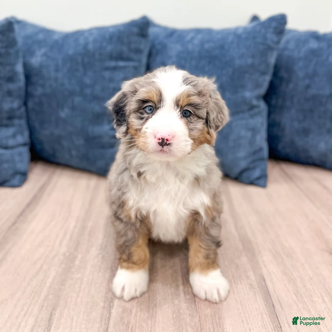 Mini Bernedoodle dogs for sale: Shelby - Ad 7